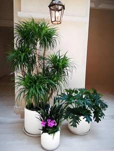 宁波海曙绿植租摆价格